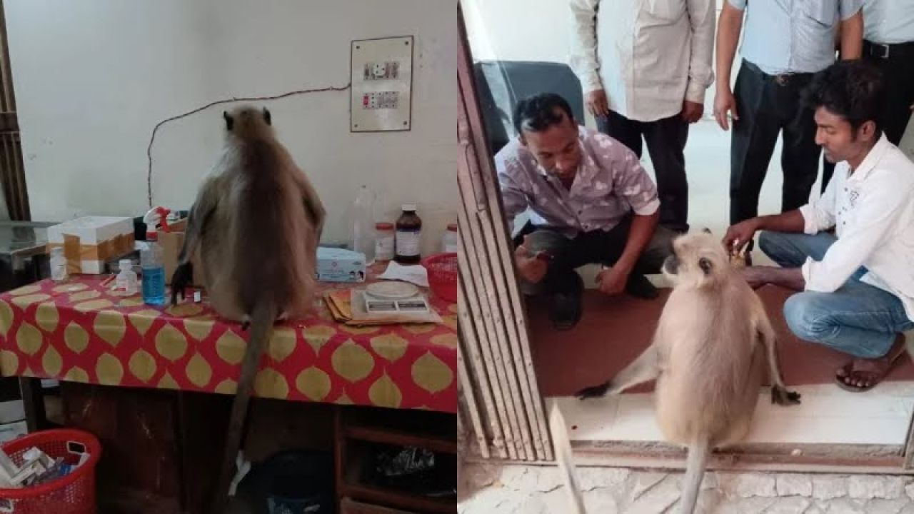 যশোরে চিকিৎসা নিতে হাসপাতালে হাজির হনুমান