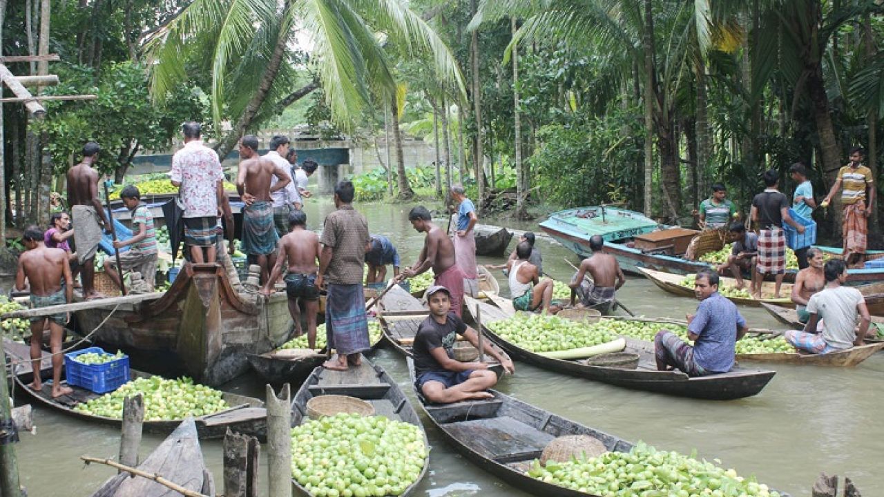 ঝালকাঠির ভাসমান পেয়ারা বাগান