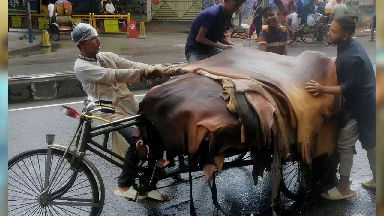 কোরবানির পশুর চামড়ার দাম বাড়ালো সরকার