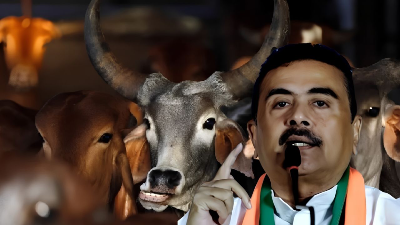 গরু-মহিষ জবাইয়ে কড়া বিধিনিষেধ পশ্চিমবঙ্গে, নতুন নির্দেশনা জারি