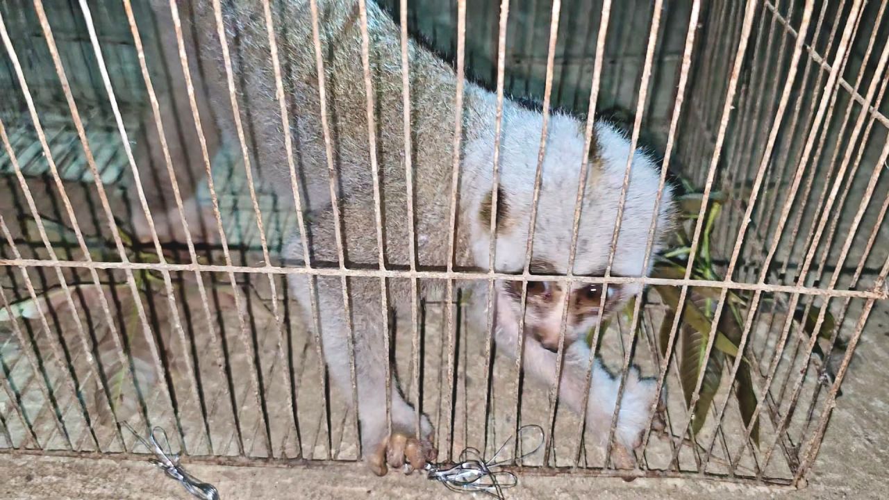 দুর্গাপুরে লোকালয়ে লজ্জাবতী বানর, স্বেচ্ছাসেবীদের উদ্যোগে বনে অবমুক্ত
