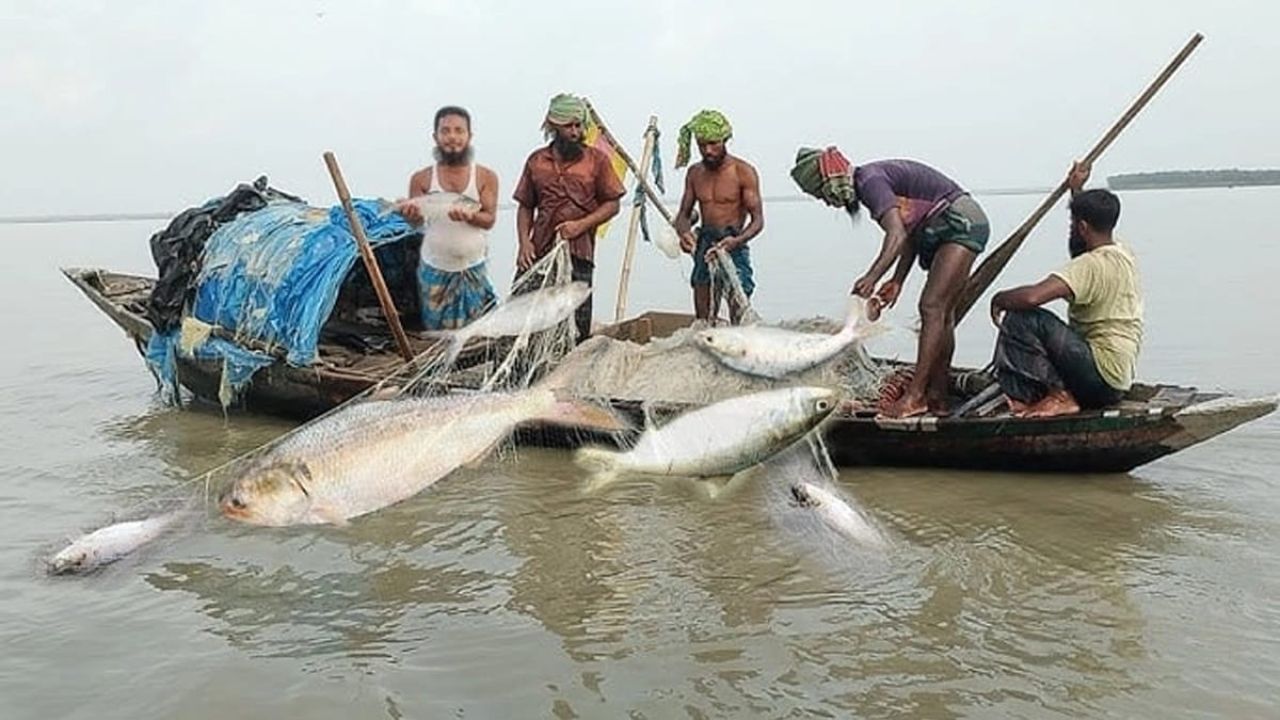 নিষেধাজ্ঞার ১৮ দিনেও লক্ষ্মীপুরের মেঘনায় ইলিশ শিকার, আটক ১৩৮